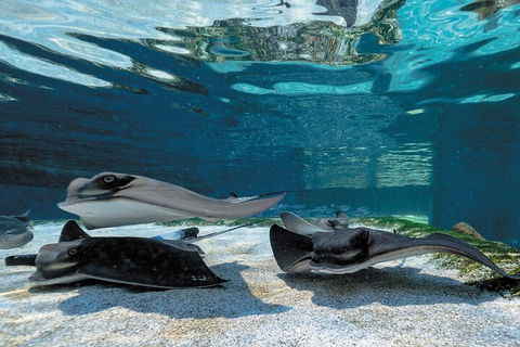 Lunch And General Admission Entry At AQWA - Darwin Holiday 1