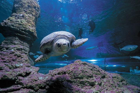 Lunch And General Admission Entry At AQWA - Darwin Holiday 5