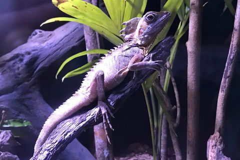 Cairns Aquarium Admission Ticket - Darwin Holiday 0