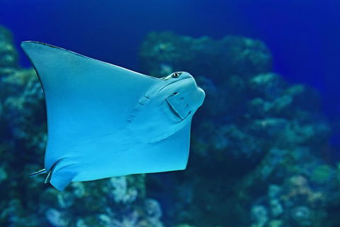 Cairns Aquarium Admission Ticket - Darwin Holiday 2