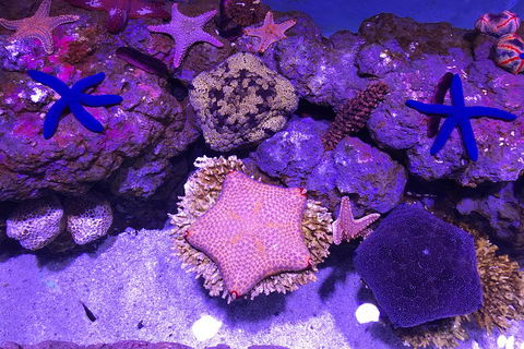 Cairns Aquarium Admission Ticket - Darwin Holiday 5