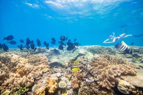 Outer Reef Pontoon Experience From Cairns - Darwin Holiday 4