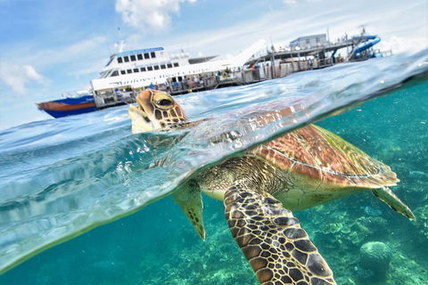 Outer Reef Pontoon Experience From Cairns - Darwin Holiday 5