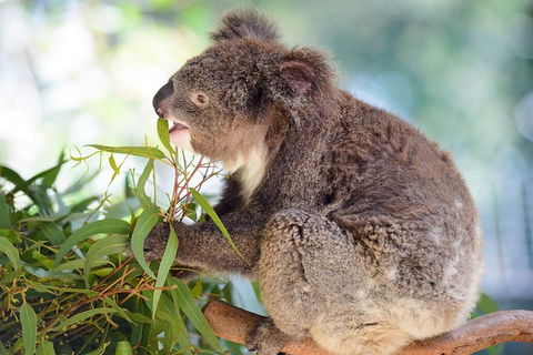 Blue Mountains Private Tour From Sydney With Featherdale Park - Darwin Holiday 2