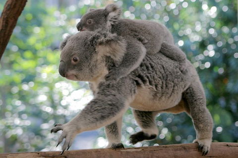 Lone Pine Koala Sanctuary Admission With Brisbane River Cruise - Darwin Holiday 0