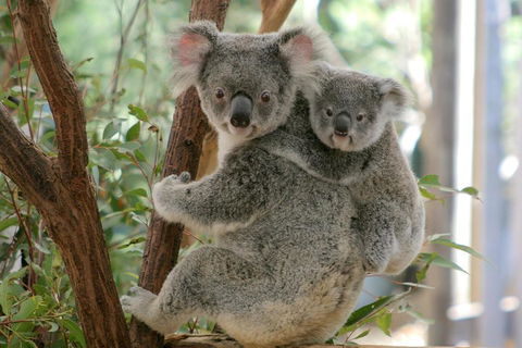 Lone Pine Koala Sanctuary Admission With Brisbane River Cruise - Darwin Holiday 3
