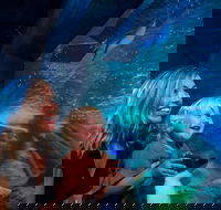 SEA LIFE Sunshine Coast Aquarium Entrance Ticket - Darwin Holiday