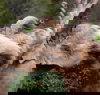 Melbourne Zoo General Entry Ticket - Darwin Holiday