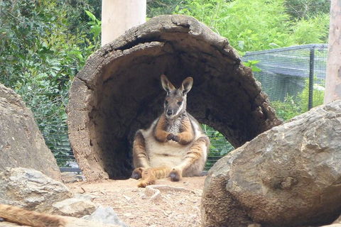 Featherdale Wildlife Park General Admission - Darwin Holiday 2