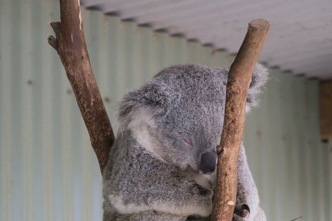 Featherdale Wildlife Park General Admission - Darwin Holiday 3