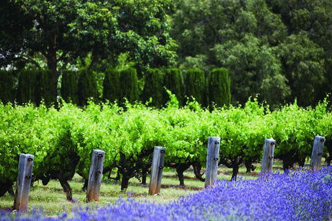 Ultimate Penfolds Magill Estate Experience - Darwin Holiday 1
