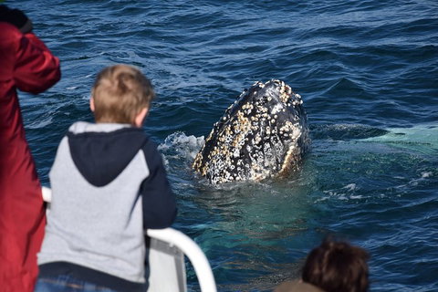 Phillip Island Whale Watching Tour - Darwin Holiday 2