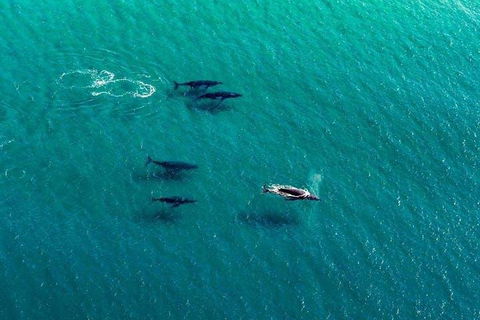 25-30 Minute Newcastle & Macquarie Helicopter Shared Flight - Darwin Holiday 4
