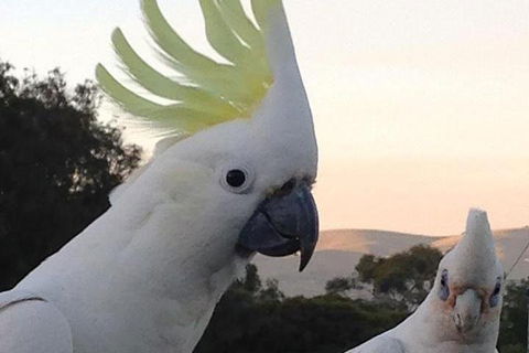 Great Ocean Road & Phillip Island - 2 Days, 1 Night - Darwin Holiday 1