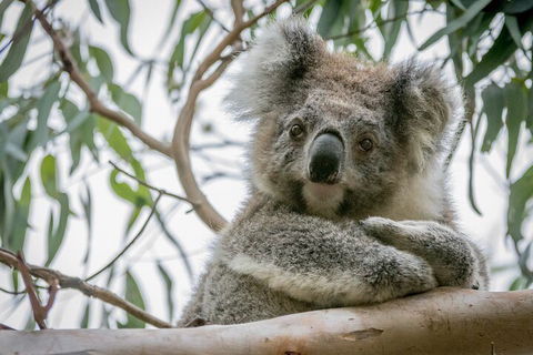 Great Ocean Road & Grampians National Park Tour - 3 Days, 2 Nights - Darwin Holiday 2