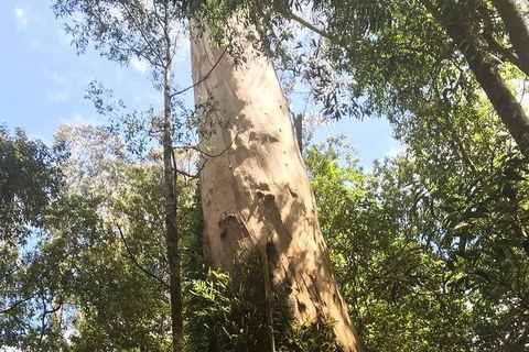 Private Express Great Ocean Road...with An Optional Helicopter Ride -- - Darwin Holiday 3