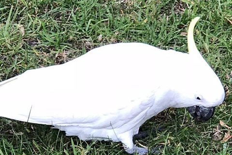 Private Express Great Ocean Road...with An Optional Helicopter Ride -- - Darwin Holiday 4