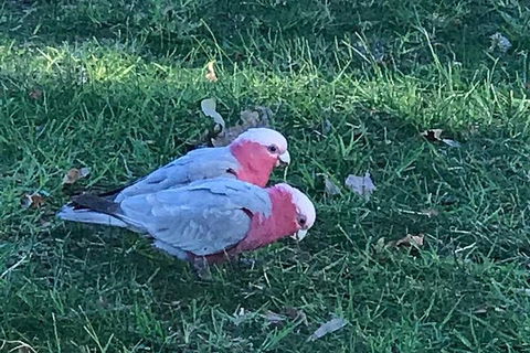 Private Express Great Ocean Road...with An Optional Helicopter Ride -- - Darwin Holiday 5