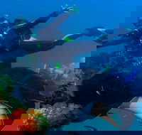 Scuba Dive the S.S. Yongala Wreck on the Great Barrier Reef. - Darwin Holiday